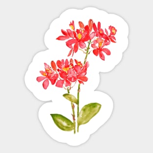 epidendrum radicans orange groud orchid Sticker